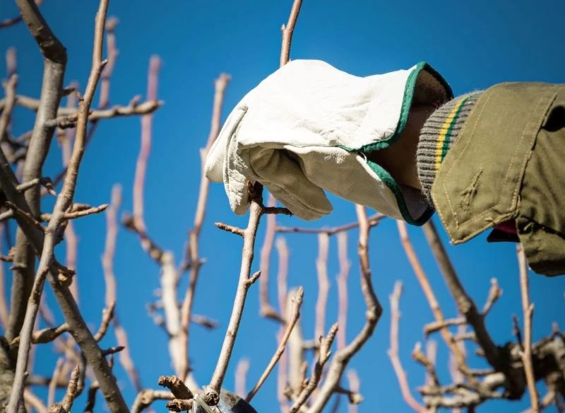 Strzeliste gałęzie na drzewach owocowych wydają pąki liściowe, ale nie owocują