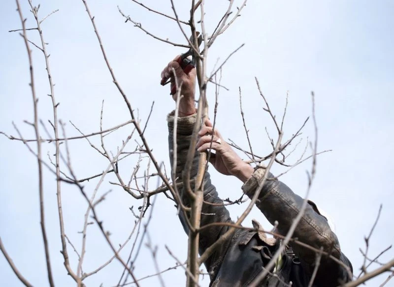 Przedwiośnie do jeden z dwóch momentów w sezonie, kiedy cięcie wilków jest naprawdę skuteczne