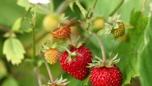 Poziomki trzeba wysiać już lutym, a w kwietniu można przesadzać je do ogrodu.