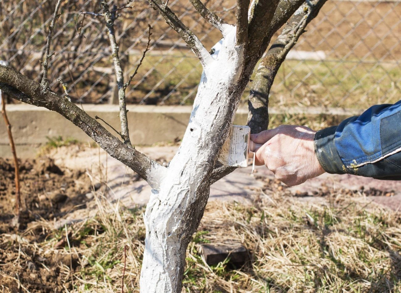 Bielenie pni i konarów drzew owocowych to również sposób na ich ochronę.