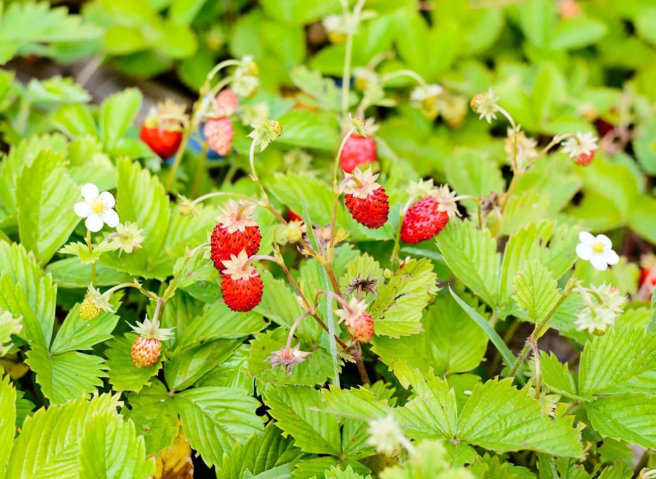 Poziomki występują w odmianach rozłogowych i bezrozłogowych.
