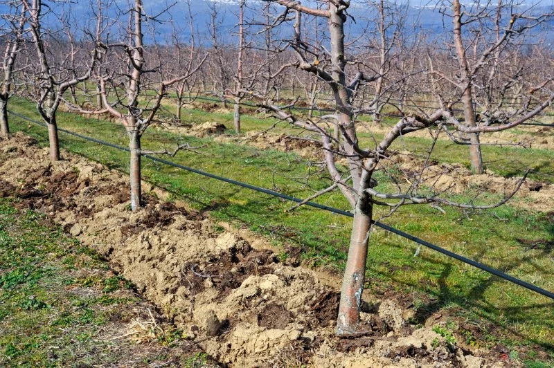 Wiosną jabłonie potrzebują m