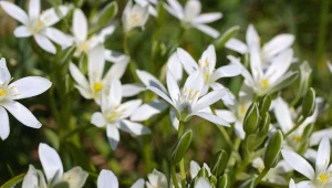 Śniedek baldaszkowaty zachwyca drobniutkimi, śnieżnymi kwiatami rosnąc zarówno w słońcu, jak i w półcieniu.