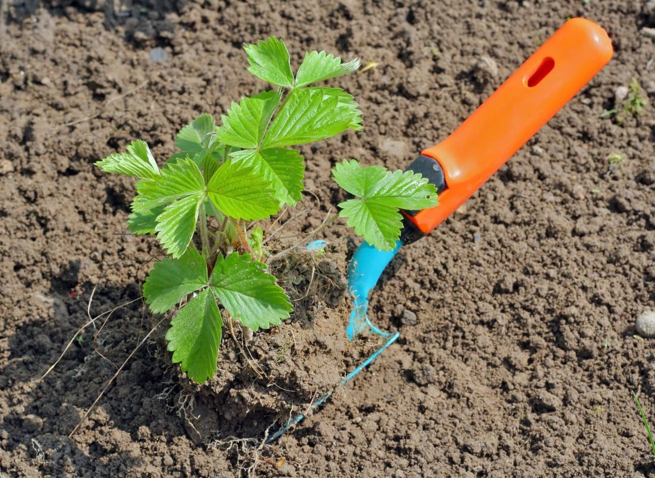 W kwietniu można sadzić do ogrodu poziomki wsiane w styczniu lub lutym