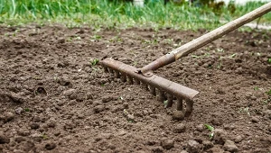 Poznaj największe zalety stosowania kwasów humusowych w ogrodzie.