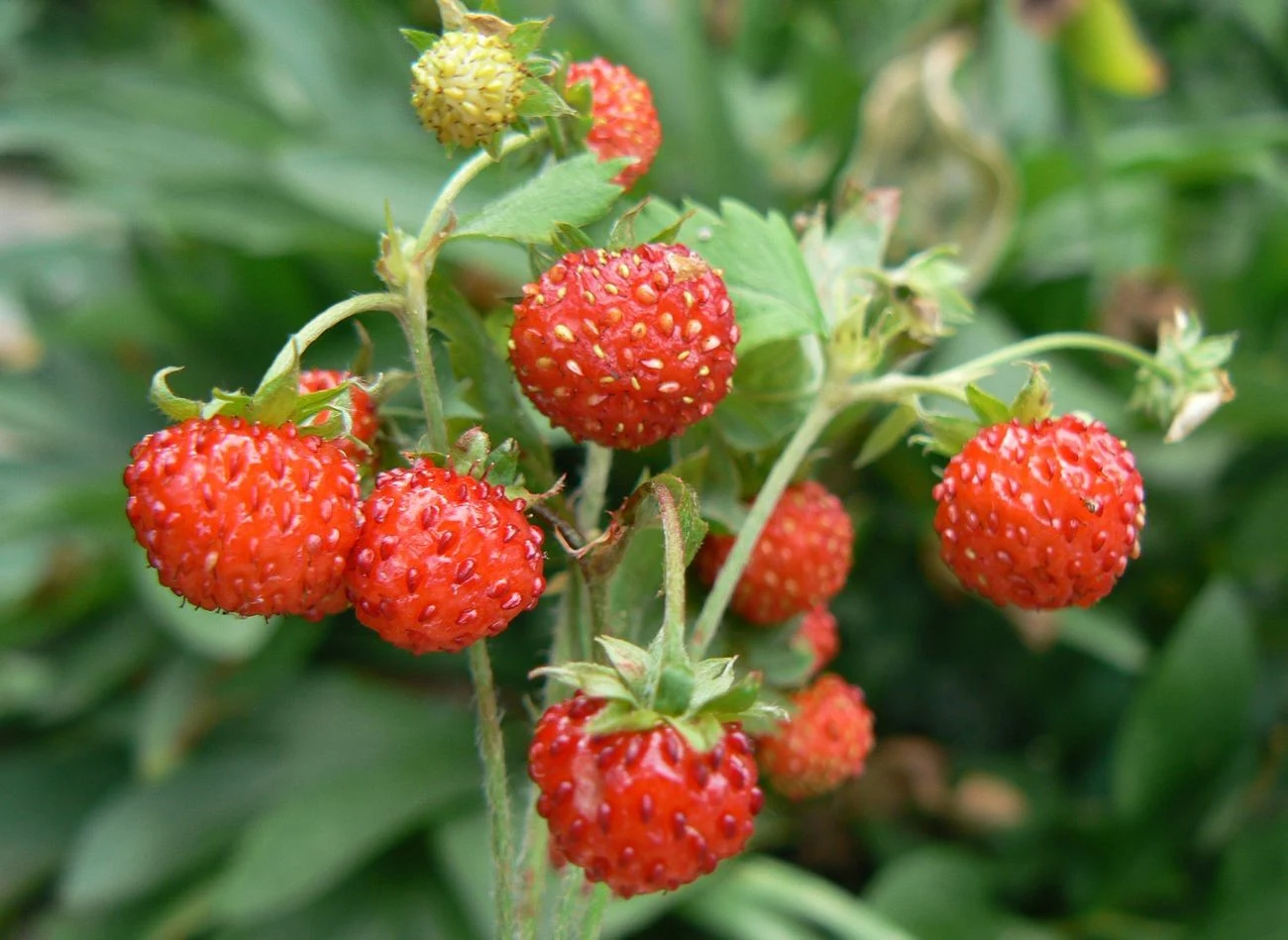 Poziomki dobrze jest nawozić kompotem lub obornikiem.