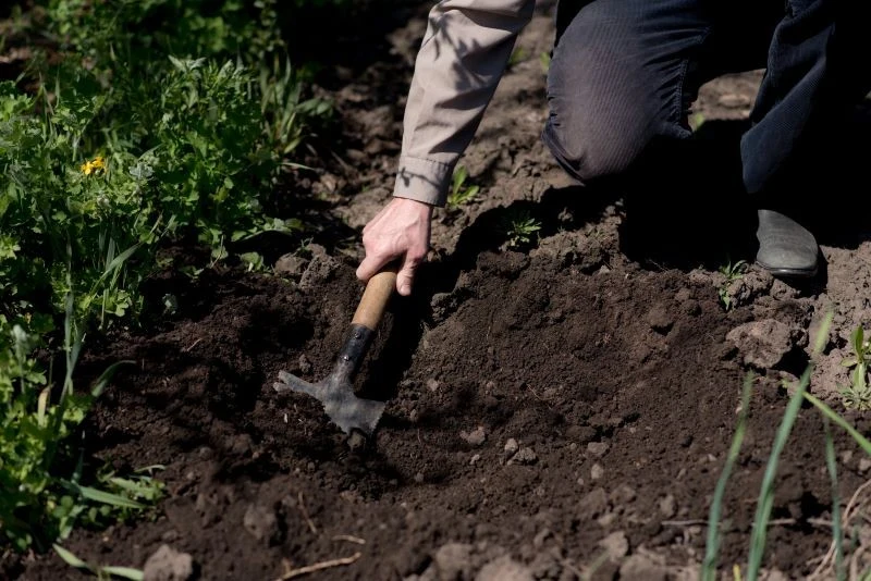 Kwasy humusowe dobrze działają na glebę i rośliny