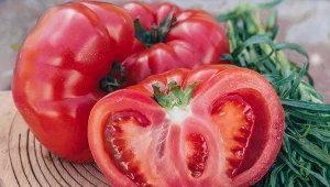 Sezon już wkrótce się zacznie, więc czas zaplanować rozsadę. Oto pomidory najłatwiejsze w uprawie, z nimi poradzi sobie każdy ogrodnik-amator.