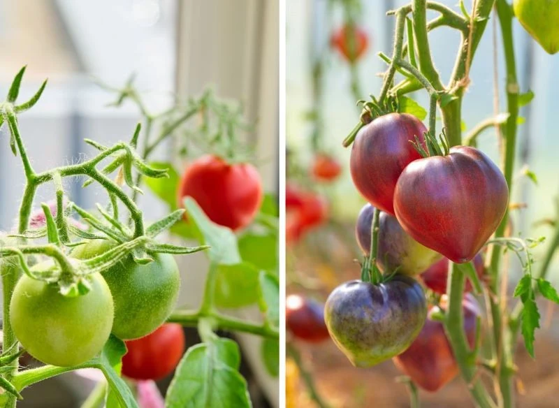 Pomidory można sadzić w gruncie, w szklarniach, a niektóre odmiany genialnie plonują nawet w niewielkich donicach