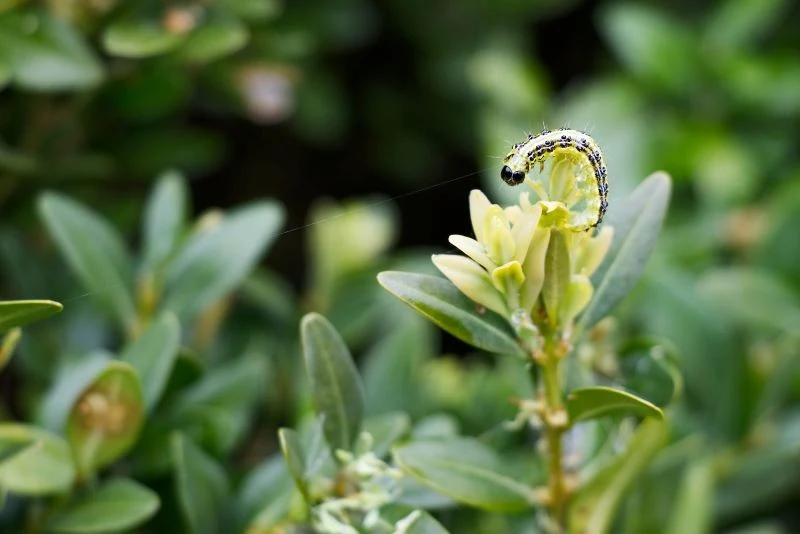 Ze względu na łagodną zimę w tym roku ćma bukszpanowa może zaatakować wcześniej