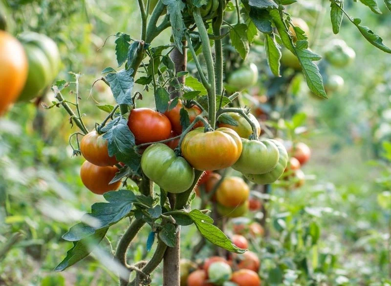Niektóre odmiany owocują naprawdę obficie