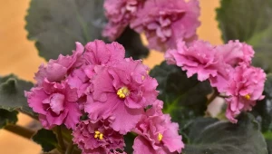 Podlej fiołka domową odżywką, a będzie zdrowo rósł i długo kwitł.