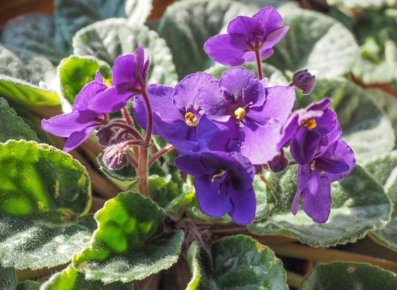 Fiołek afrykański jest wrażliwy na przeciągi, dlatego należy unikać umieszczania rośliny w pobliżu okien