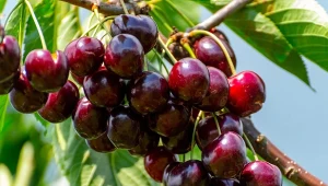 Poznaj najlepsze odmiany czereśni, które wykazują odporność na robaczywienie.