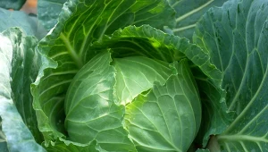 Wczesne odmiany kapusty. Wysiej w lutym, zbierzesz już w czerwcu