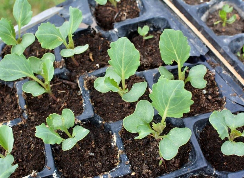 Rozsadę kapusty można przygotować w eko doniczkach do bezpośredniego wsadzenia do gruntu lub w plastikowych wielodoniczkach, jednak z nich małe sad...