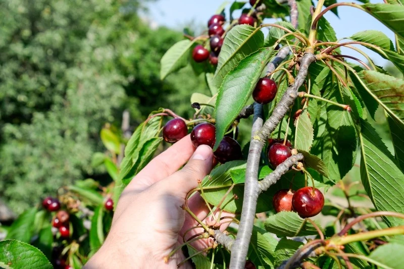 Posadź wczesne odmiany czereśni, aby cieszyć się pysznymi i zdrowymi owocami bez robaków