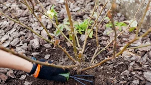 Kiedy zacząć nawozić róże?