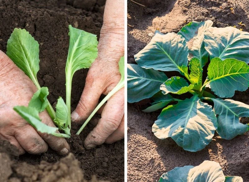 Młode sadzonki wczesnej kapusty przenosi się do gruntu w kwietniu, dzięki czemu na początku czerwca są już gotowe do zbiorów