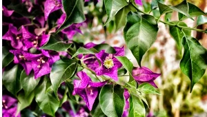 Bugenwilla gładka to efektowne, szybko rosnące pnącze, które sprawdzi się jako naturalny żywopłot.