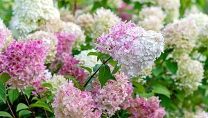 Jak formować hortensje bukietową na pniu? Jakie odmiany są najlepesze do tego?