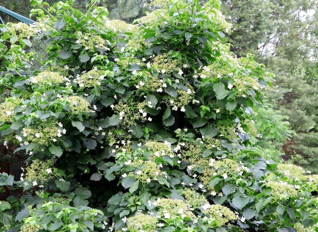 Hortensja pnąca najlepiej rośnie w cieniu, kwitnie od wiosny do późnego lata.