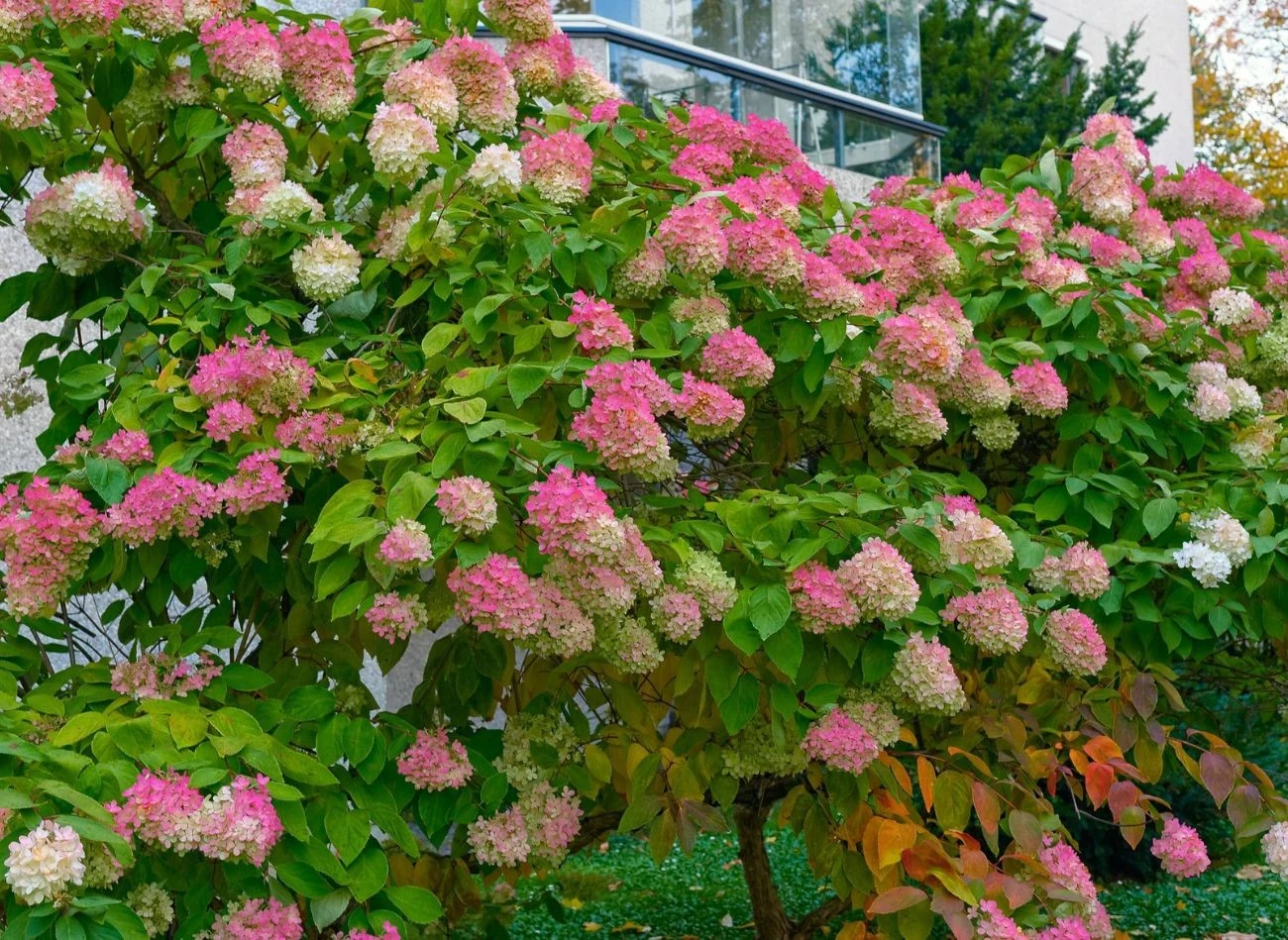 Jeśli chcesz uprawiać hortensję bukietową na pniu, istotny jest sposób i czas jej przycinania