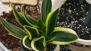 W uprawie domowej bardzo ważna jest odpowiednia ziemia dla sansewierii - przepis na mieszankę zawiera ważne składniki, zapewniające roślinie najlepsze warunki wodno-glebowe.