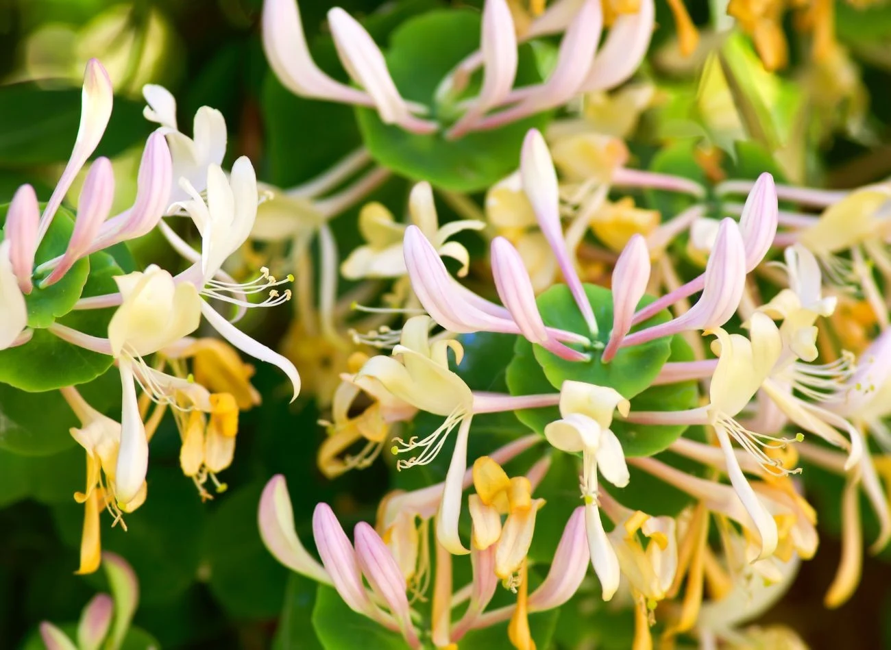 Wiciokrzew osłania pięknymi i zachwycająco pachnącymi kwiatami.