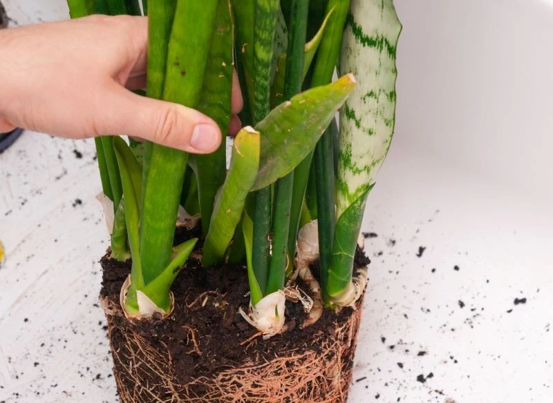 Podczas przesadzania spróbuj oczyścić bryłę korzeniową z resztek jałowej ziemi