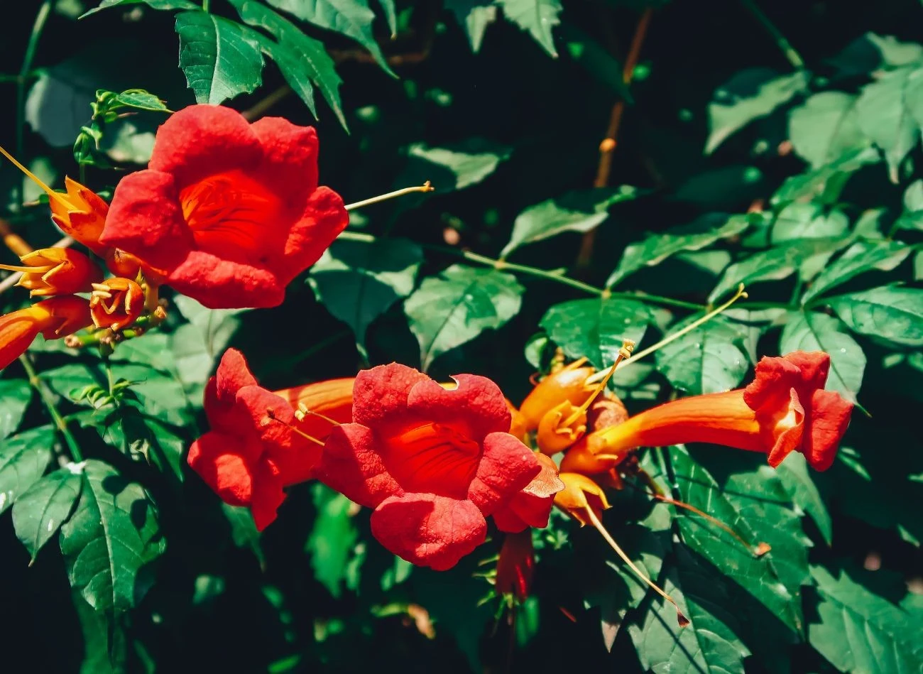 Milin amerykański dobrze znosi suszę, wyrośnie niemal w każdej glebie.