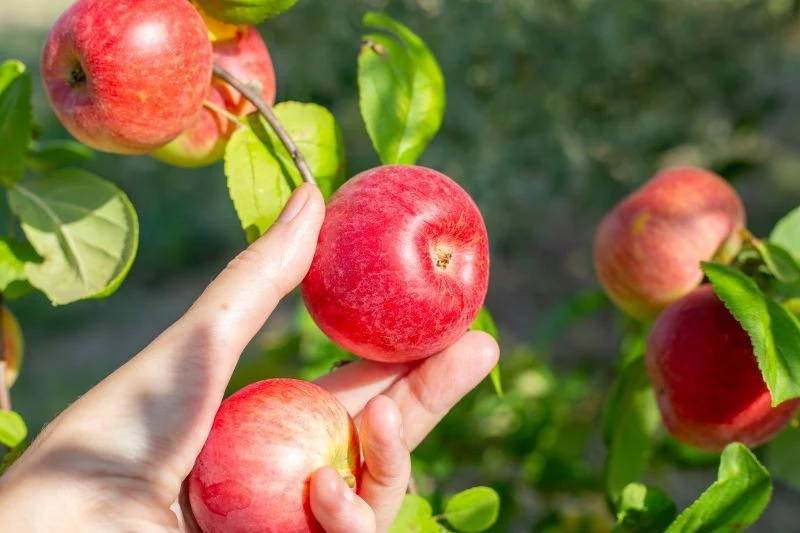 Dobroczynek gruszowy ochroni m