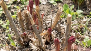 Jak przygotować piwonie do kwitnienia? Zacznij już na przedwiośniu.