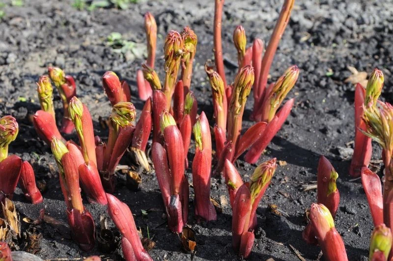 Pielęgnacja piwonii na przedwiośniu przygotowuje je do kwitnienia