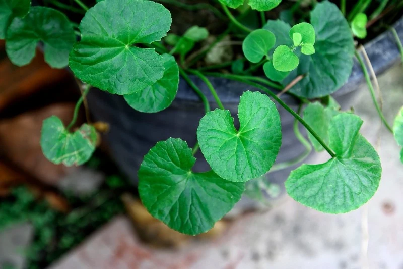 Gotu cola preferuje stanowiska jasne, o rozproszonym świetle