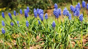 Szafirki można sadzić zimą, ale pod jednym warunkiem.