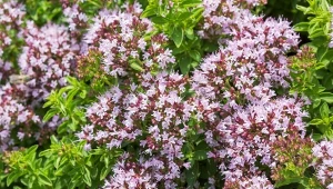 Jakie byliny wytrzymają susze i palące słońce? Jedną z  nich jest macierzanka piaskowa.