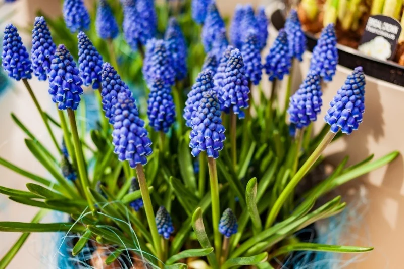 Szafirki w doniczkach są dobrze ukorzenione, dlatego można je sadzić niemal przez całą zimę