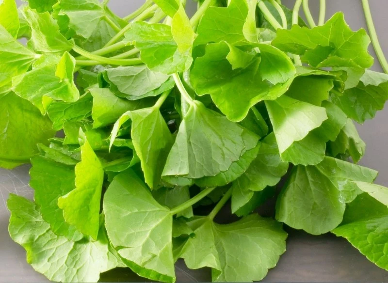 Gotu kola jest ceniona ze względu na swoje potencjalne korzyści dla zdrowia