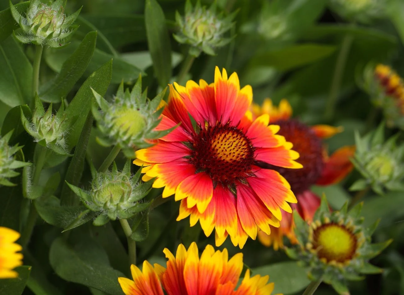 Gailardia oścista jest mocno odporna na suszę, kwitnie do późnej jesieni.