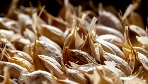 Jeśli w kuchni wykorzystujesz to wyjątkowo zdrowe warzywo, koniecznie zbieraj szeleszczące obierki. Podpowiadamy, jak wykorzystać łupiny czosnku w ogrodzie i w domu. Nic się nie zmarnuje./123.com