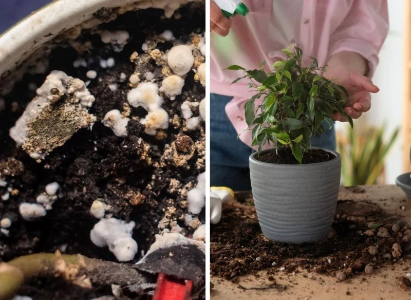 Wywar z łupin czosnku pomaga usuwać pleśń oraz odstrasza szkodniki z roślin doniczkowych