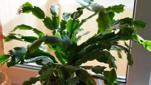 Chcesz powiększyć swoją kolekcję grudników? Sprawdź, jak rozmnożyć kaktusa bożonarodzeniowego.