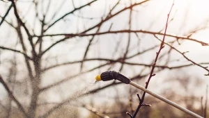 Kiedy rozpocząć opryski olejowe?