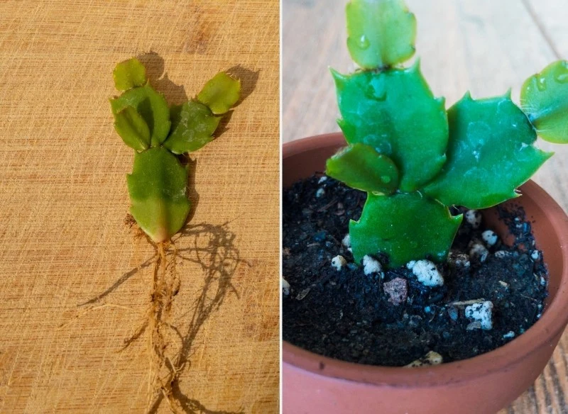 Grudnika rozmnożysz za pomocą sadzonek pędowych