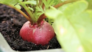 Poznaj najlepsze odmiany rzodkiewki do siewu w doniczce. Rosną dorodne i mają wyrazisty smak.