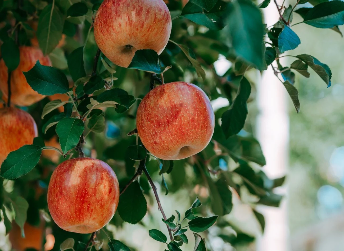 Regularne stosowanie oprysków olejowych wpływa na zdrowie drzew owocowych.
