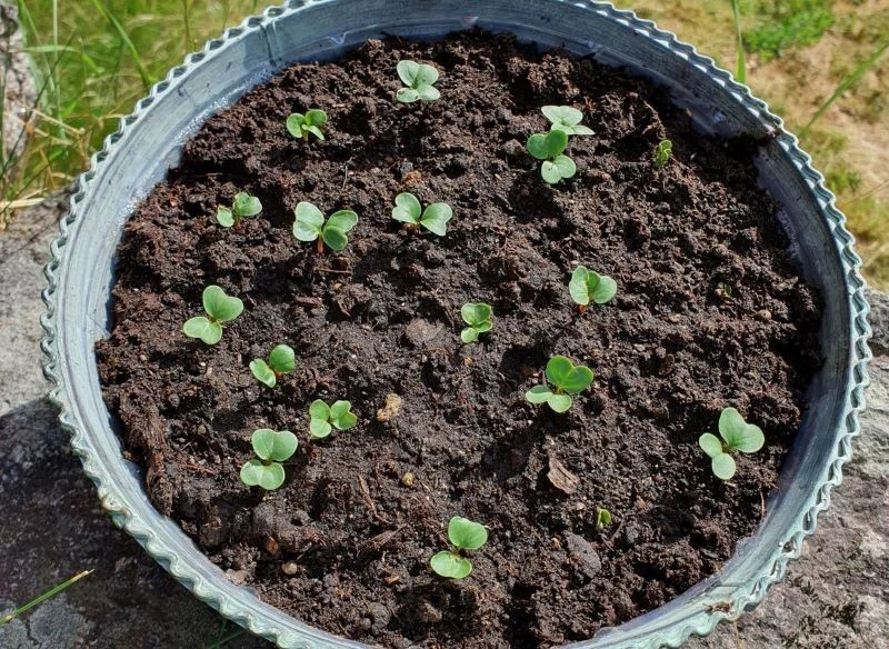 Kiełkujące siewki rzodkiewki przy dobrej pogodzie można trzymać w doniczce na zewnątrz, a w razie spadku temperatury przenieść do w cieplejsze miejsce
