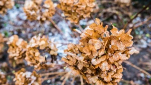 Zmiana koloru hortensji na niebieski. Ten zabieg trzeba wykonać w zimie