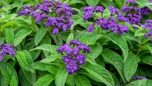 Jakie pachnące rośliny posadzić w ogrodzie? Doskonale sprawdzi się heliotrop peruwiański.